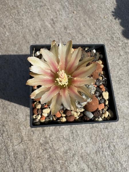 Eriocactus napina